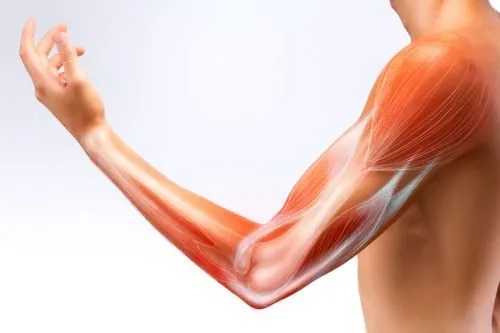 Le rôle des muscles dans la santé articulaire